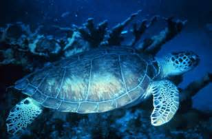 Green Sea Turtle Wikipedia