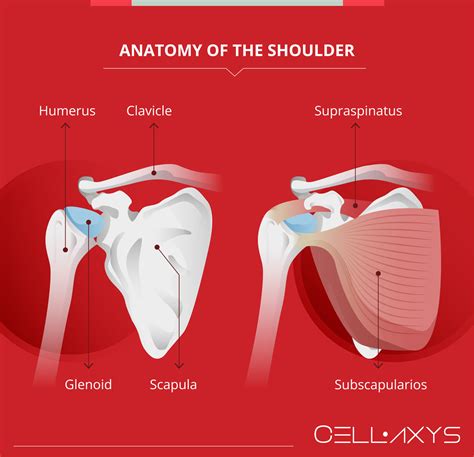 Shoulder Popping No Pain A Symptom Of Something Worse Or A Benign