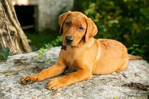 fox red labs  darker breed info facts