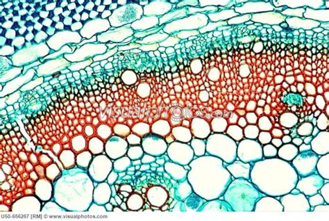 Collenchyma Tissue Of Stem Cross Section 200 X Optical Microscope