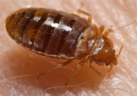 What Do Bed Bugs Look Like Worldatlas