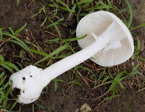 2018 Was A Banner Year For Mushrooms Fortunately There Were Few