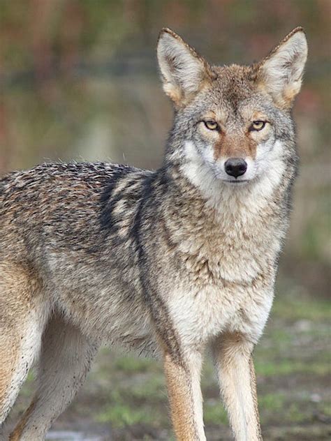 Coyotes Near Yonkers Raceway Prompt Meeting Thursday