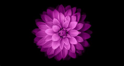 Iphone 6 Official Purple Flower Desktop Wallpaper