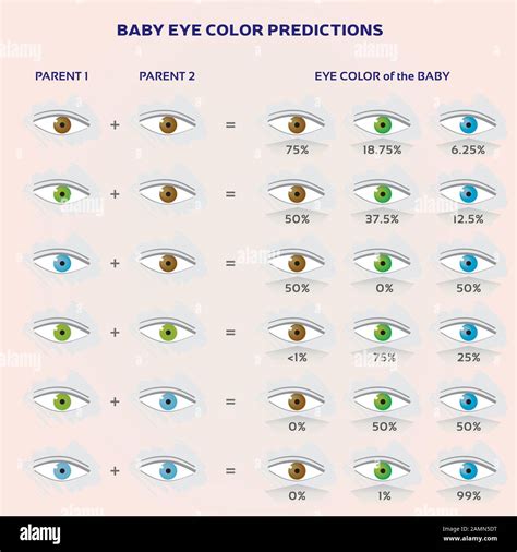 Baby Eye Color Prediction Chart Icons In Blue Green And Brown Stock