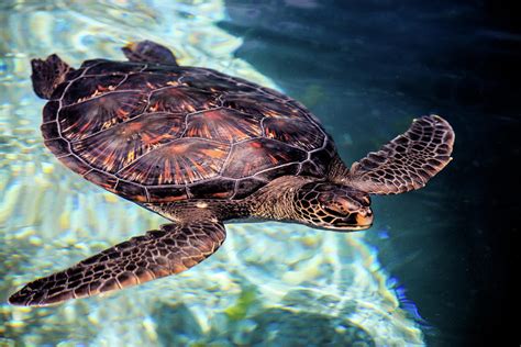 Hawaiian Green Sea Turtle Photograph By Nature Photographer