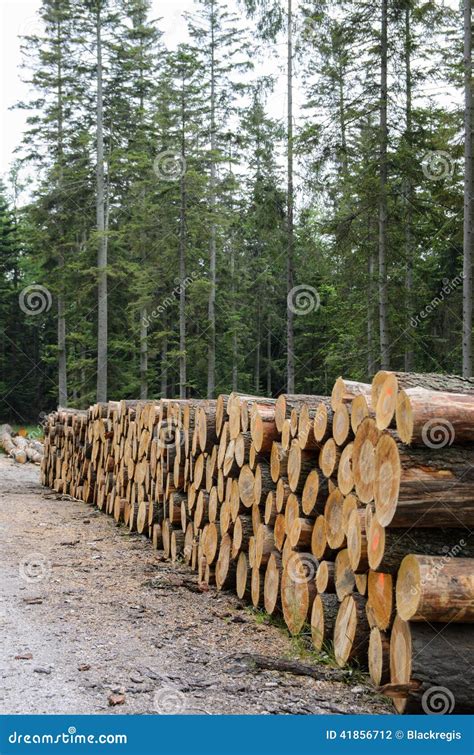 Piles Of Timber Along Road In Forest Stock Photo Image Of Shred