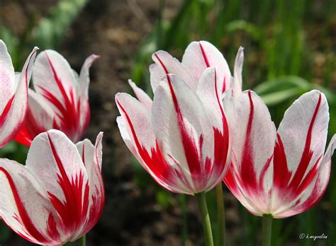 Il tulipano screziato... | JuzaPhoto