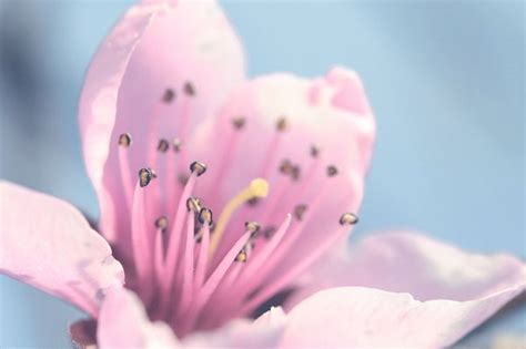 Most Beautiful Spring Flowers ~ Love Sepphoras