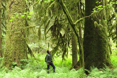 Preserve Old Growth Forests To Keep Carbon Where It Belongs The Tyee