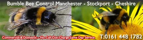 Honey Bees Manchester Pest Control