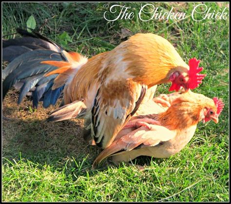 10 Best Crazy Chicken Lady Images On Pinterest Backyard Chickens Hen