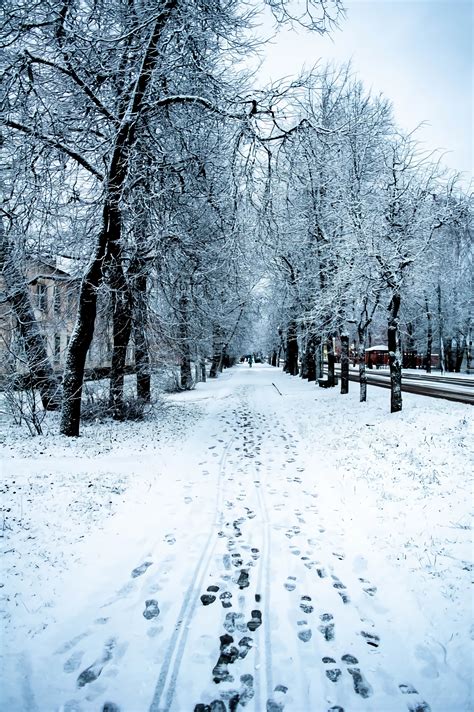 Wallpaper Winter Snow Nature Trees Road Outdoors 1436x2160 Fethi 1723587 Hd