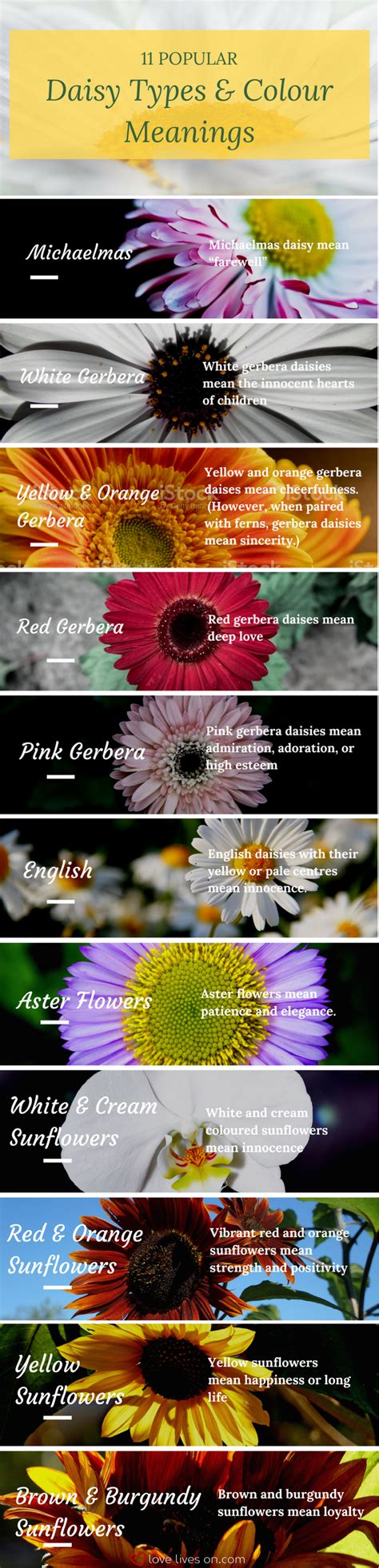 Infographic 11 Different Types And Colour Meaning Of Daisies Create