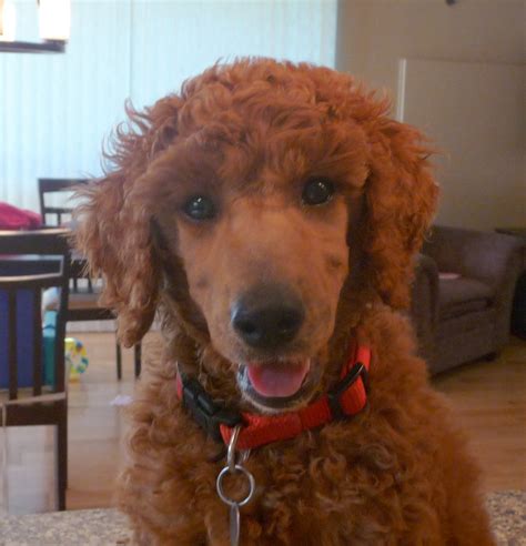 The miniature poodle dog is among the favorite breeds of pet owners. Shaved My First Poodle Face! - Poodle Forum - Standard Poodle, Toy Poodle, Miniature Poodle ...