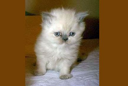 It first aired in the united states on september 12, 2014. Exotic & Purebred Kittens for Sale in Westchester, NY