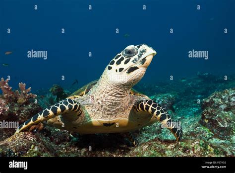 Hawksbill Sea Turtle Eretmochelys Imbricata Komodo National Park