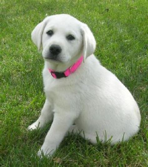 Adopt a rescue dog through petcurious. Puppies for Free Adoption | Labrador retriever puppies for ...