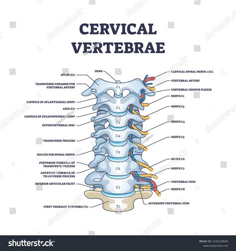 Vértebras Cervicales Con Huesos Detallados Y Vector De Stock Libre De