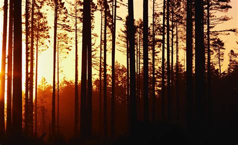 Wallpaper Sunlight Trees Landscape Forest Sunset Nature