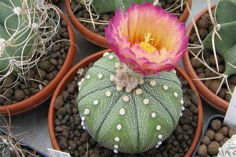 Star Cactus Care Astrophytum Asteria Full Guide Houmse