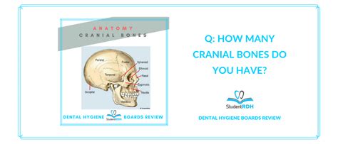 A pair of each of the nasal , lacrimal , zygomatic , palatine, maxilla, and inferior nasal conchae bones, and the single. Q: How many cranial bones do you have? - StudentRDH Blog