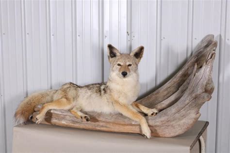 Sold Price Full Body Coyote Taxidermy Mount Taken In
