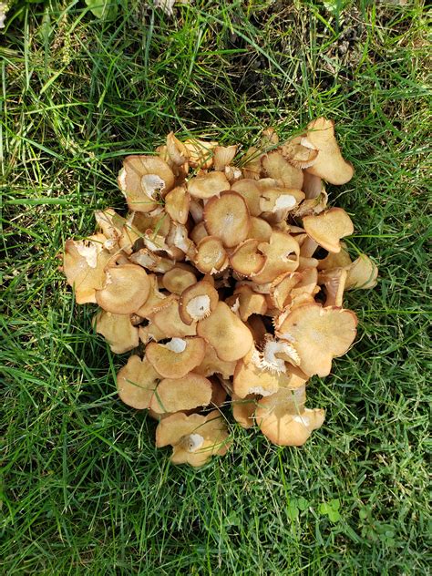 Id These Mushrooms October 9th Northwest Ohio Found