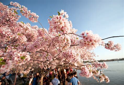 Beautiful Pictures Cherry Blossom Trees Beautiful Cherry Blossoms In