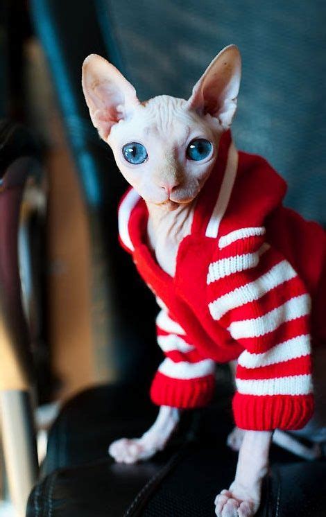 23 Hairless Cats Wearing Nice Sweaters Ideas Cats Hairless Cat