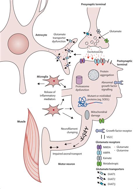 Biomarkers In Amyotrophic Lateral Sclerosis The Lancet Neurology