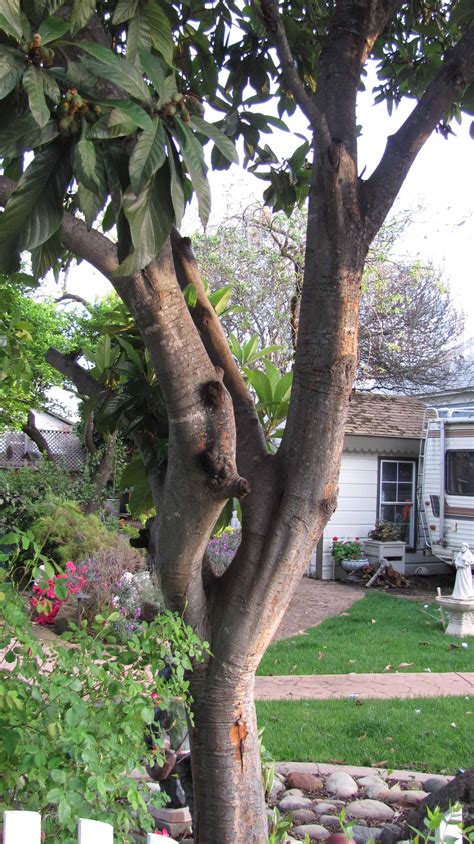 Loquat Tree Eriobotrya Japonica Gardencrafters