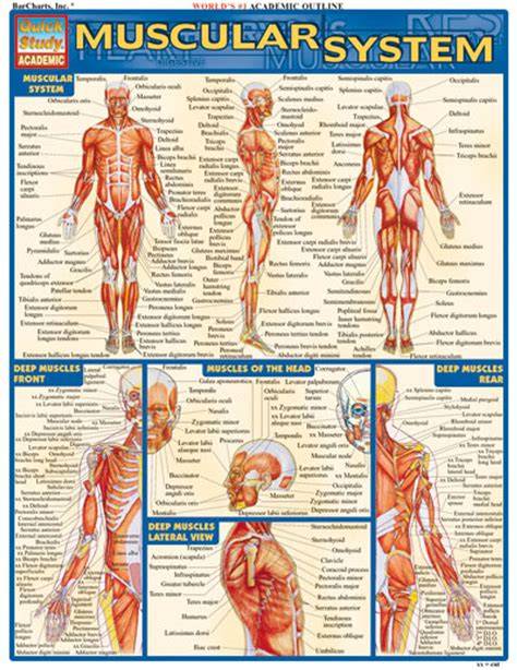Muscle System Chart Clinical Charts And Supplies