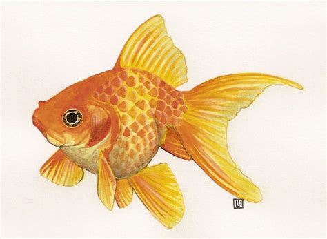 Watercolor Goldfish Carassius Auratus Goldfish In Watercolor Fish