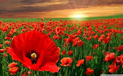 Hd Sunset Over A Field Of Poppies Wallpaper Download