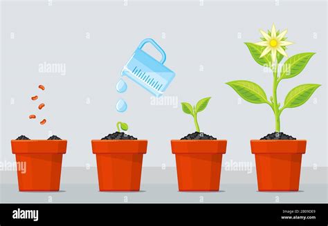 ilustración de vector planta crecimiento y cuidado de infografía My
