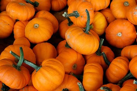 Picking The Perfect Pumpkins A Guide To Heirloom Pumpkin Varieties