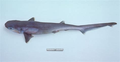 Bigeye Sixgill Shark