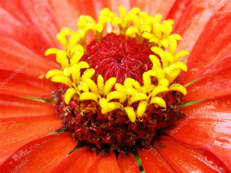 Zinnia Red Flower Close Up — Stock Photo © Pavalena 6255841