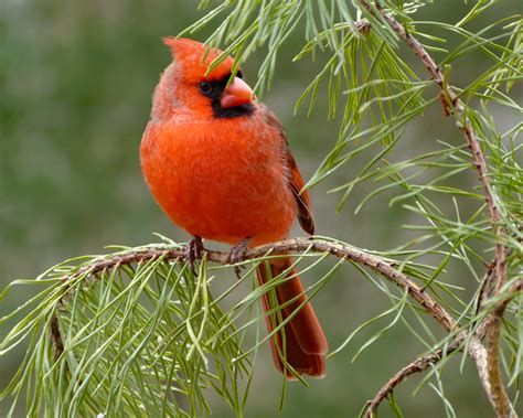 Male Northern Cardinal Feederwatch