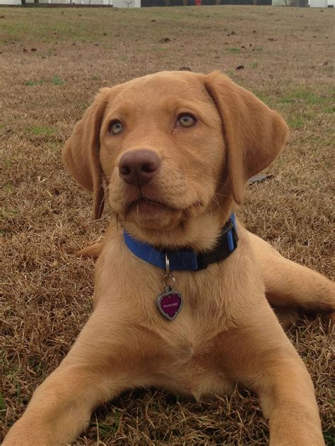 Browse thru our id verified puppy for sale listings to find your perfect puppy in your area. Fox red lab- So cute!! … (With images) | Fox red labrador ...