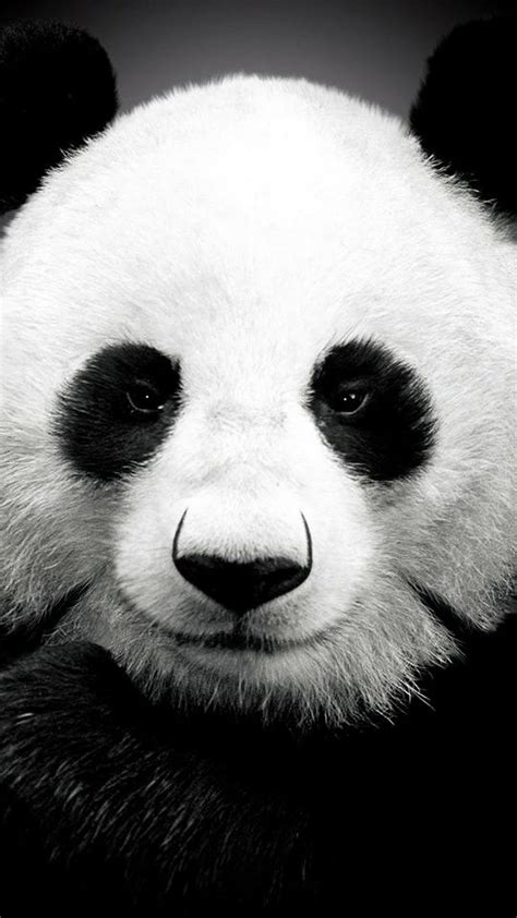 Más De 25 Ideas Increíbles Sobre Panda Face En Pinterest Osos Panda