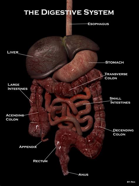 Digestive Anatomy Diagram