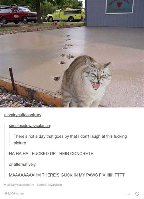 48 Of The Funniest Cats On The Internet Funny Animals Funny Animal