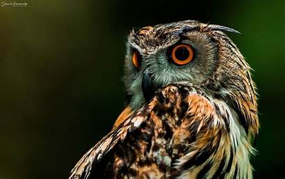 Owl Desktop Gurushots