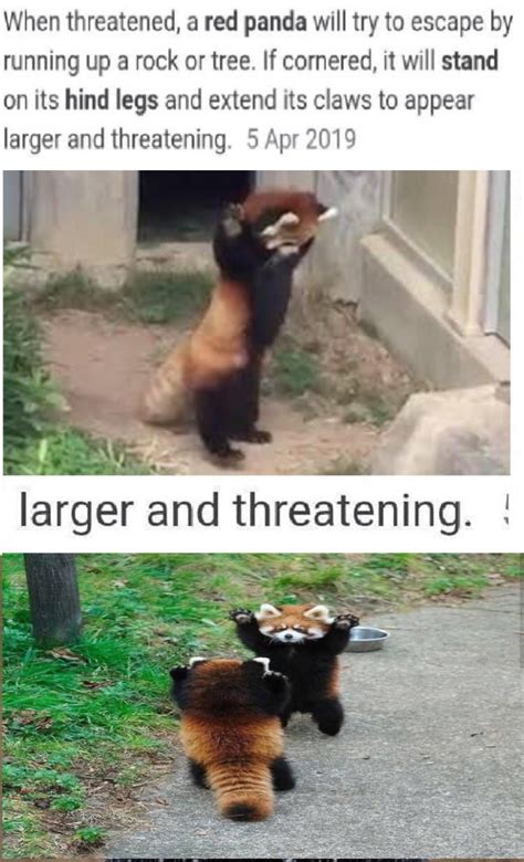 Please Follow Iloveredpandas Red Pandas Are Truly Scary Redpanda