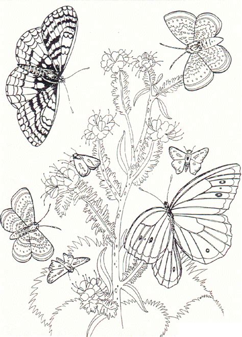 Each butterfly coloring page in this section offers either factual information about these insects, or provides butterfly pictures to color. Free Printable Butterfly Coloring Pages For Kids