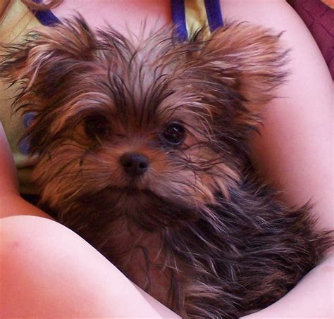 A shorkie puppy is the percert companion for all families. Our shorky puppy Raz | Puppy mix, Shorkie puppies, Shitzu ...