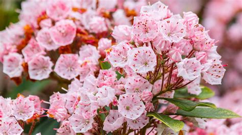 Mountain Laurel Everything You Need To Know Before Planting