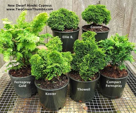 New Miniature Garden Plants For Indoor Or Outdoor Miniature Garden